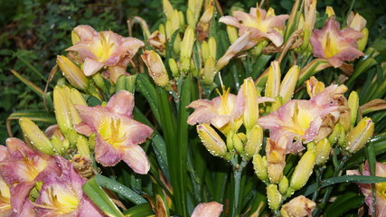 Obraz premium Flowers roses and lilies, apples,pears and peaches after rain.