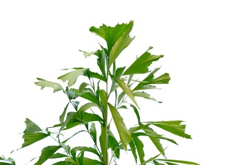 Tropical palm leaves on white isolated background for green foliage backdrop 