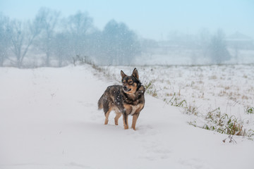 Fototapeta na wymiar The dog walks in the winter in a snow-covered field in a blizzard
