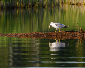 Ring-billed Gull Caught a Fish in Early Morning