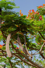 Royal Poinciana Long Seed Pods