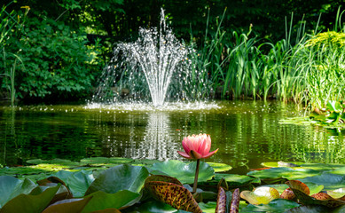 Beautiful garden pond with amazing pink water lilies or lotus flowers Perry's Orange Sunset....