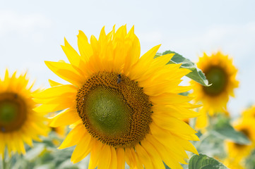 Obraz premium Bright sunflower field with blue sky, closeup