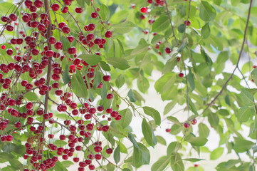 Obraz premium Red cherries on the tree. Harvest berries