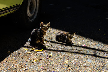 Pair of homeless cats