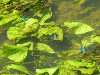 Obraz premium Украина река Старый Белоус