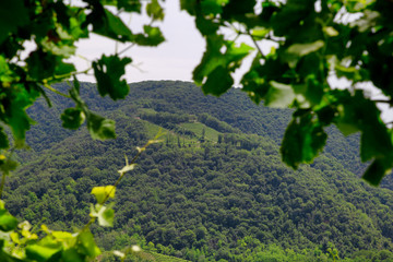 Fototapeta na wymiar Green hills and valleys with vineyards of Prosecco wine region