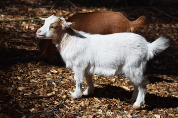 Naklejka na ściany i meble Lovely white little domestic kid goat standing in farm.