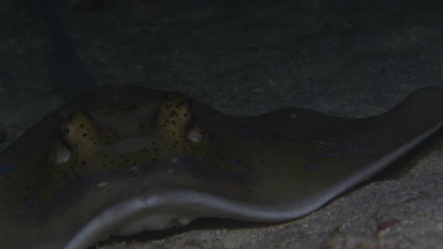 Bluespotted Ribbontail Ray, Dasyatis kuhlii closeup