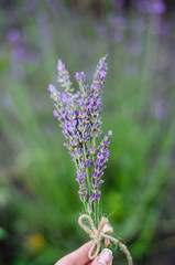 Obraz premium Lavender flowers in closeup. Bunch of lavender flowers