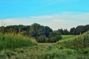 Feldweg im Fokus