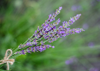 Lavender flowers in closeup. Bunch of lavender flowers