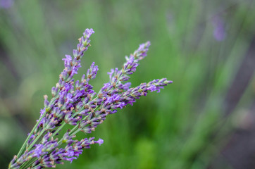 Lavender flowers in closeup. Bunch of lavender flowers