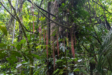 Green rainforest landscape, responsible and sustainable eco tourism in the jungle, Bolivia
