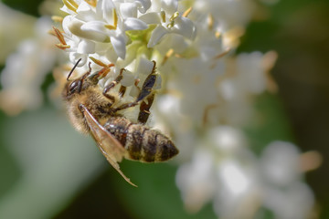 Bee feeding on nectar on a white flower