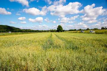 landscape with wheat field and blue sky