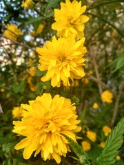 yellow flowers in garden