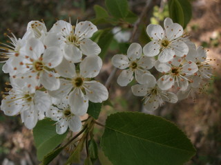 blooming apple tree in spring