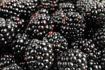 Fresh blackberry on whole background, close up