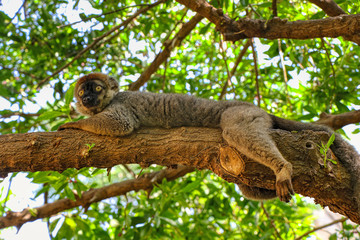 Mongoose lemur on a branch