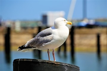 seagull on post