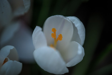 white flower