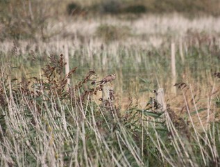 dry grass in the field