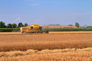 Mietitura e trebbiatura del grano con mietitrebbiatrice a cusago in italia