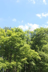 trees and blue sky