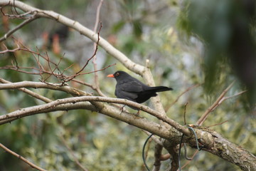 bird on a branch