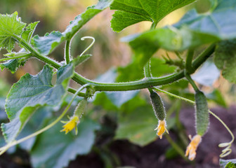 Small cucumbers on a branch. The concept of growing vegetables, gardening, natural products, healthy food.