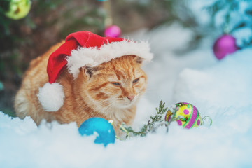 Portrait of a ginger cat sitting near Christmas fir tree. Christmas concept. Cat sitting on the snow outdoor