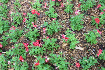 pink pansies in garden