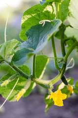 Small cucumbers on a branch. The concept of growing vegetables, gardening, natural products, healthy food.