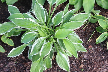 green plant in the garden