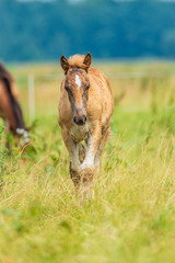 Young foal frolics on the field.