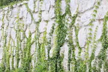 Obraz premium 石壁 つた