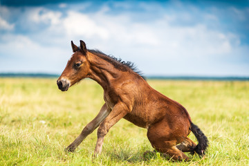 Young foal frolics on the field.