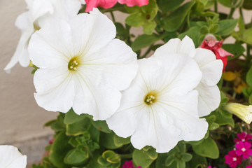 White petunia flower in a garden during summer