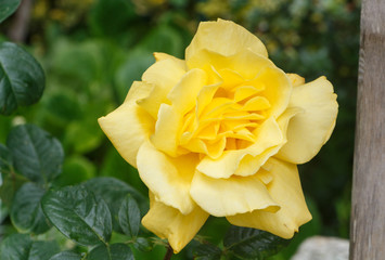Yellow rose in a garden during spring