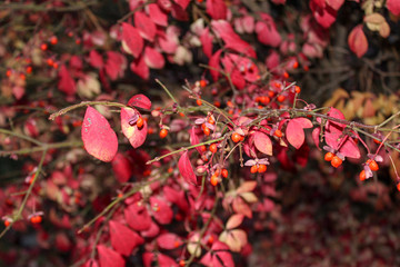 red flowers in the garden