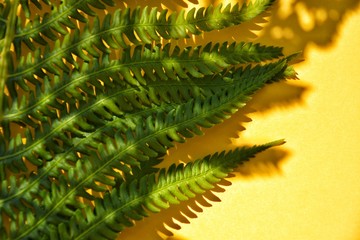 yellow background with with a green succulent fern leaf and its shadow with space for text