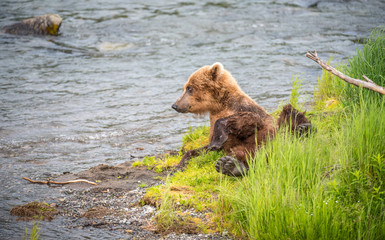 Grizzly at Katmai