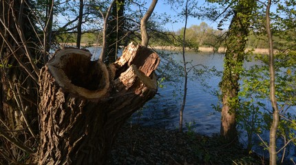 Impressions from Falkenhagener Lake in Falkensee (Brandenburg) near Berlin Spandau from May 1, 2016, Germany