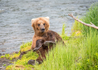 Grizzly at Katmai