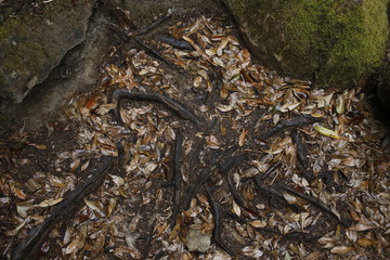 熊野古道　日本