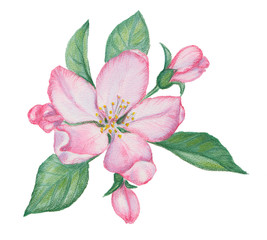 Fototapeta premium watercolor drawing of leaves and flowers of apple