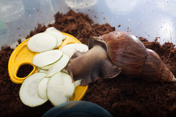 Big brown snail eating. Achatina fulica. Giant African land snail.Selective focus