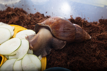 Big brown snail eating. Achatina fulica. Giant African land snail.Selective focus