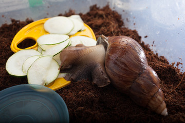 Big brown snail eating. Achatina fulica. Giant African land snail.Selective focus